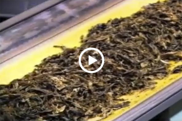 Proceso de producción de un cigarrillo